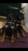 Dobermann Puppies for sale