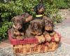 Adorable Doberman puppies available