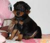 Doberman Pinscher Puppies for adoption