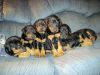 Adorable Doberman Pinscher Puppies Ready