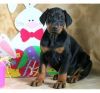 Male and female Doberman Puppies