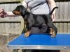 Doberman puppies Available