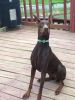 Red Female Doberman also have a red male