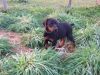 Beautifull Doberman puppies looking for their new forever homes
