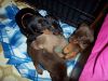 Beautiful Pure Bred Doberman Puppies For Sale