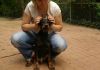 Available Doberman Puppies