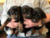 Awesome AKC Doberman Puppies. Call or text us at +1 2xx xx7-0xx4