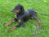 8 month old Doberman male for sale