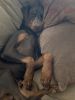 8 mth old Doberman puppy for Adoption