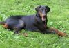 Doberman pup whelped 11/15/18 For sale