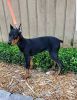 AKC Doberman puppies with full registration
