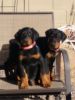 I have 2 two Doberman Pinschers for sale 8 weeks old must go we are mo