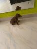 Doberman puppy for sale