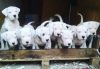 Dogo Argentino Puppies For Adoption
