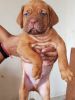 French Mastiff Puppies For sell