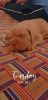 French Mastiff mal just a month old want to sell....price is not fixed
