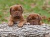 We Have 6 Dogue De Bordeaux Puppies Available