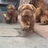 Chunky Big Boned Dogue De Bordeaux Pups 4 Sale