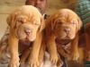 Waooh what a set of French Mastiff puppies