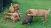 Beautiful Dogue De Bordeaux Puppies