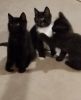 Adorable kittens longhair and shorthair