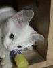 Cute female kitten for adoption