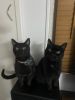 2 Beautiful Black Male Cats