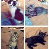 Kittens for Adoption