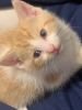 Male Orange Tabby Kitten Available