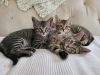 Free 7-week old kittens