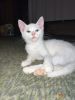 heterochromia Kitten