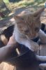 Free male Kitten to Loving Home