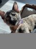 Adventurous, Affectionate Young Tortie Cat