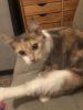 Beautiful and Friendly Dilute Calico Looking for Forever Home!