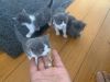 Grey kittens