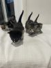 Grey & black Kittens for sale