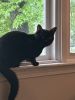 Black cat needs home, free cat who is just the sweetest