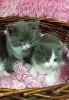 Kittens $25.00 All Colors Shots And Trained