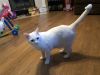 Sweet all white cat needs a new home