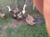 Runner Ducks Forsale Collection Only From Torquay
