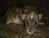 Baby Dumbo Ear Rats