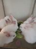 9 week old Dutch Albino bunnies