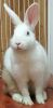 Carmel spotty White rabbit