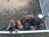 Beautiful pups ready for new homes