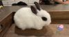 Baby Dwarf bunny for sale!