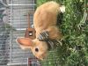 Beautiful bunnies for sale in Miami