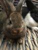 Adorable bunnies are looking for a new home