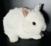 Cutest tiniest Netherland Dwarf baby bunny, bunnies, rabbits,