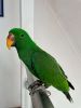 Hand Raised 9mth Eclectus, Cage & Stand