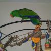 One Year Old Male And Female Electus Parrot